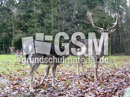 Hirsche (16 von 20).jpg